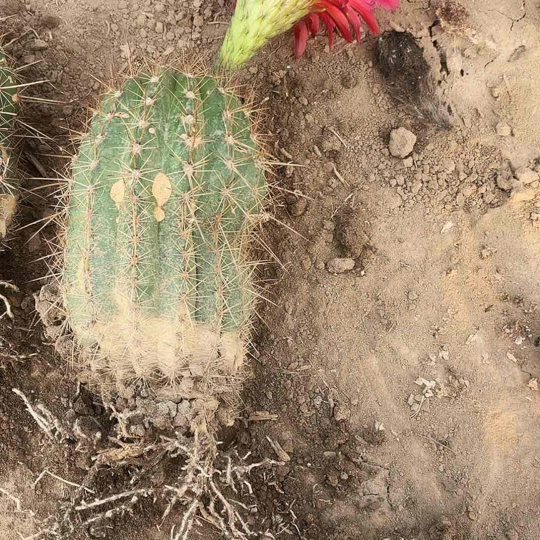 012 毛花柱紫梦有根瑕