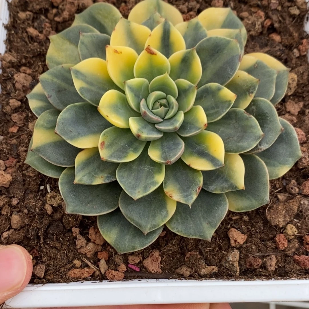 麋鹿锦多肉植物6674
