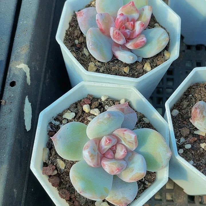 八角盆糖心雪天使带盆