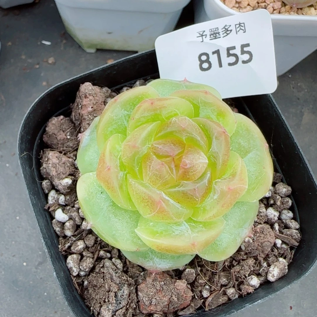 追月，8155多肉植物