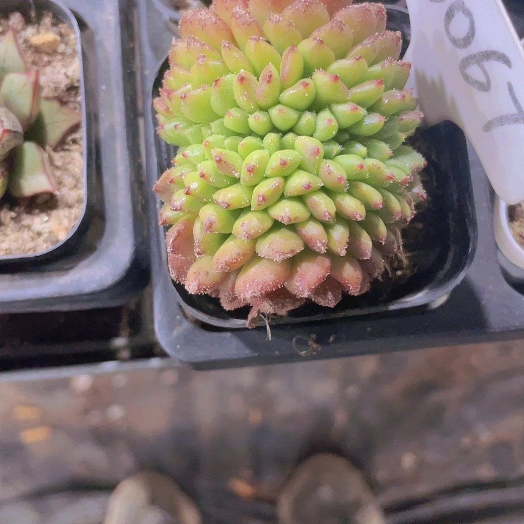 请****丽卡罗尔e067一物一拍