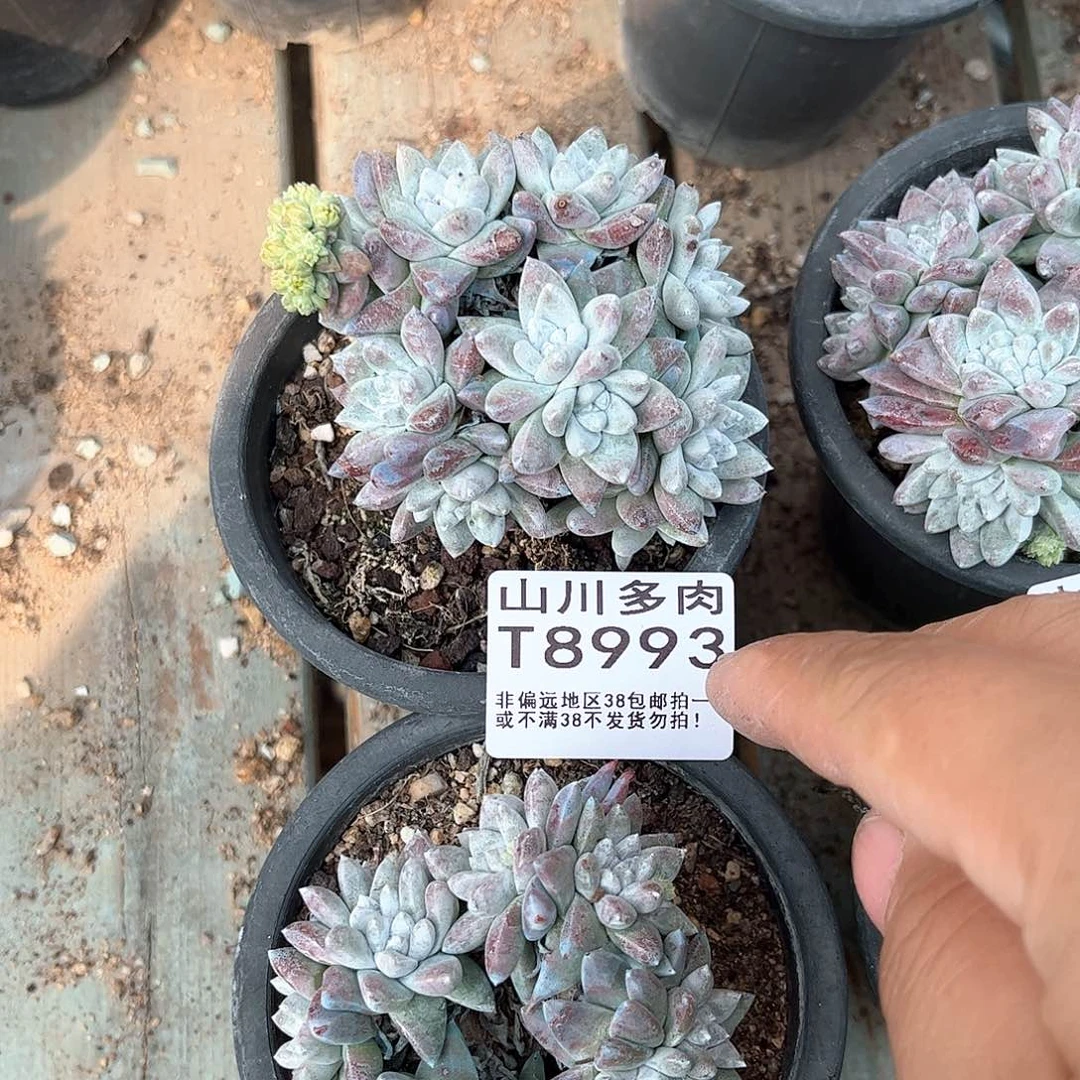 8993白菊仙女杯多肉