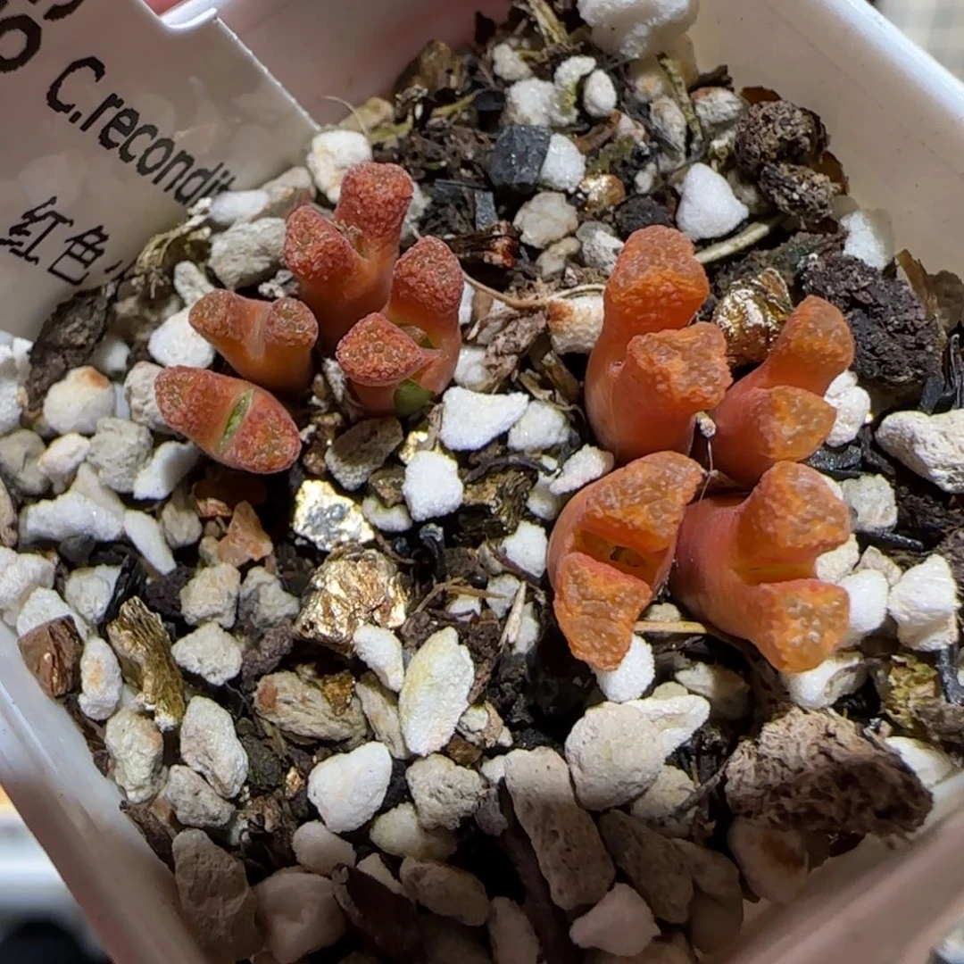 肉锥多肉植物百科25-火柴678