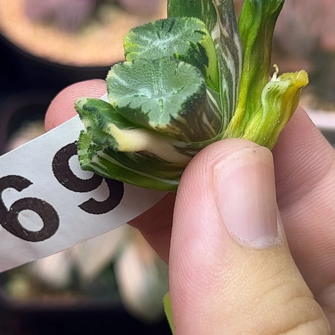 869红红火火恍恍惚惚