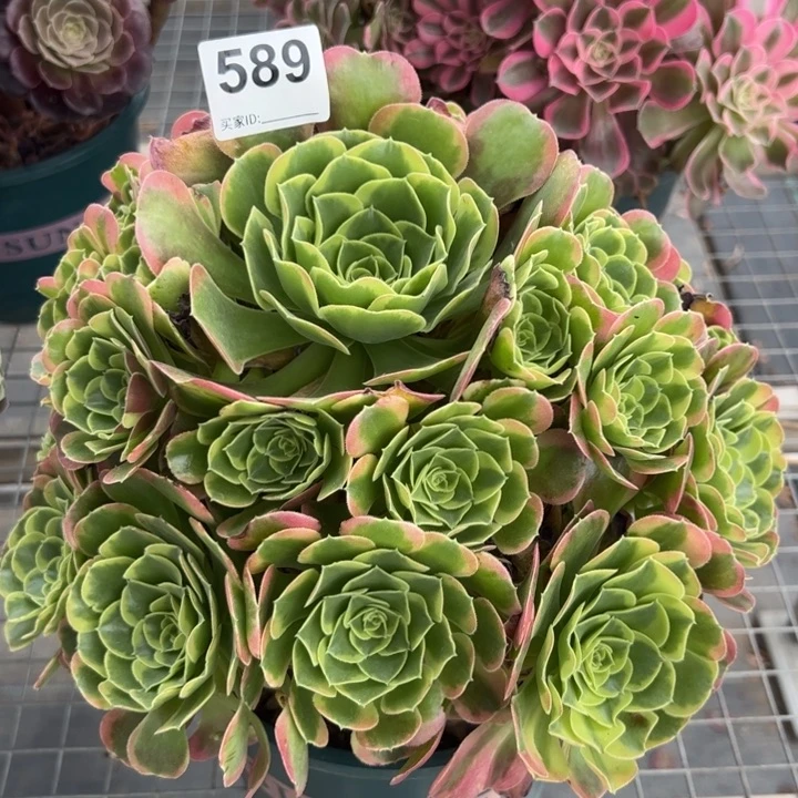 589特丝拉25厘米左右半木质