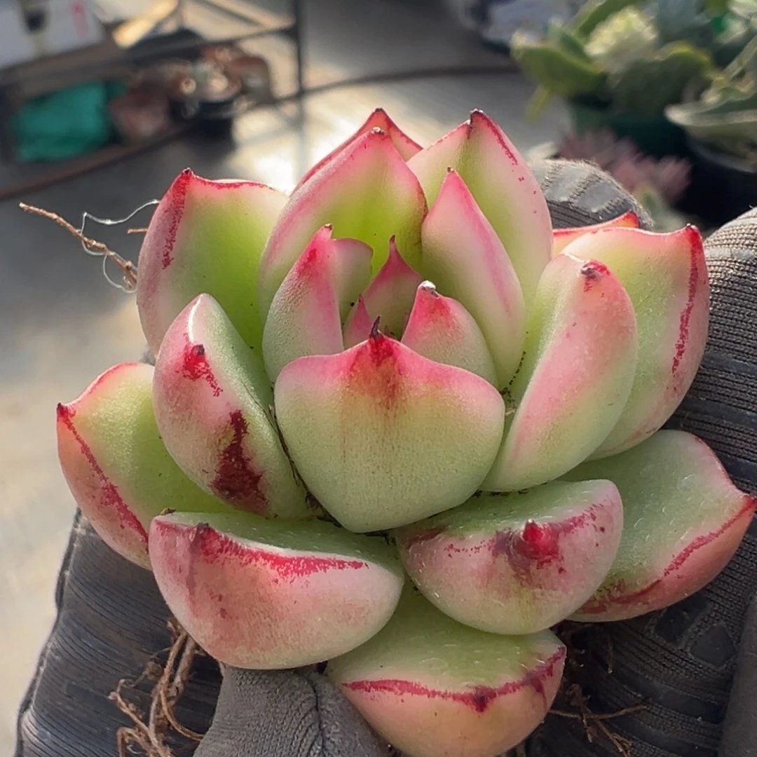 珍妮锦，覆轮锦多肉