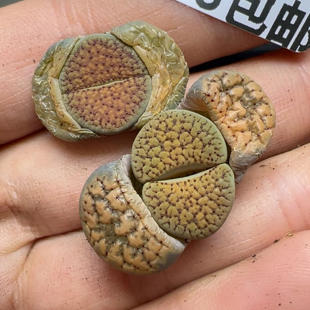 【闪购商品】437……