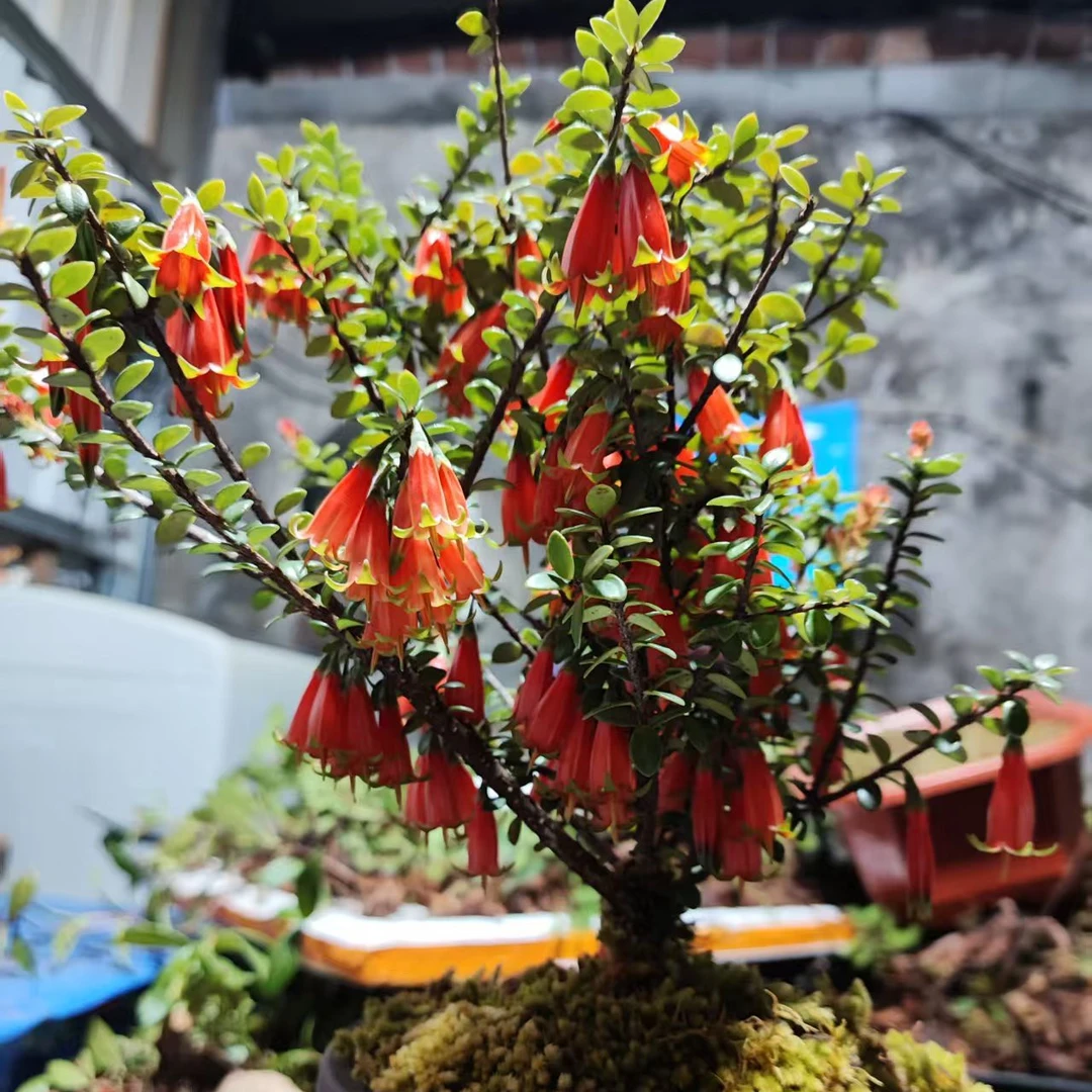 树萝卜(五翅梅)花卉盆栽~~一物一拍石榴树大树苗绿植五翅莓