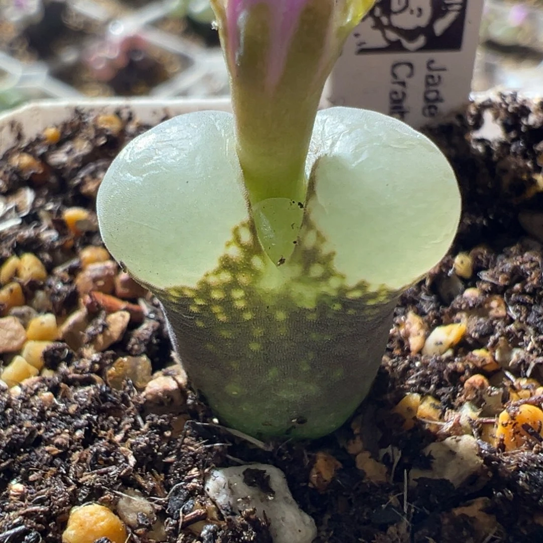 B23风铃 鼓白窗 超好看 15