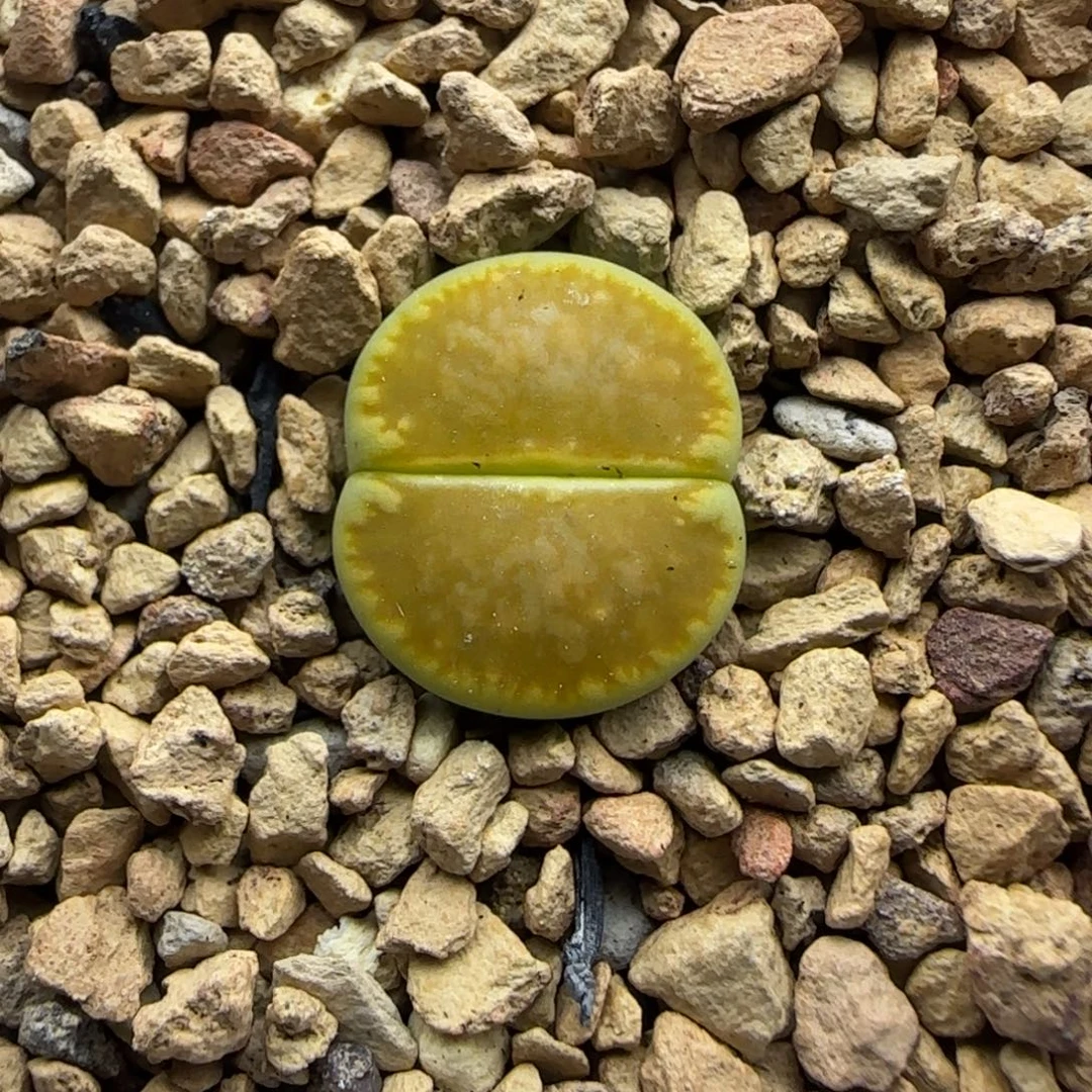 205 生石花大棚直播