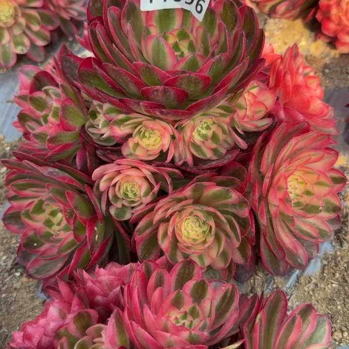 1696荔枝。多肉植物