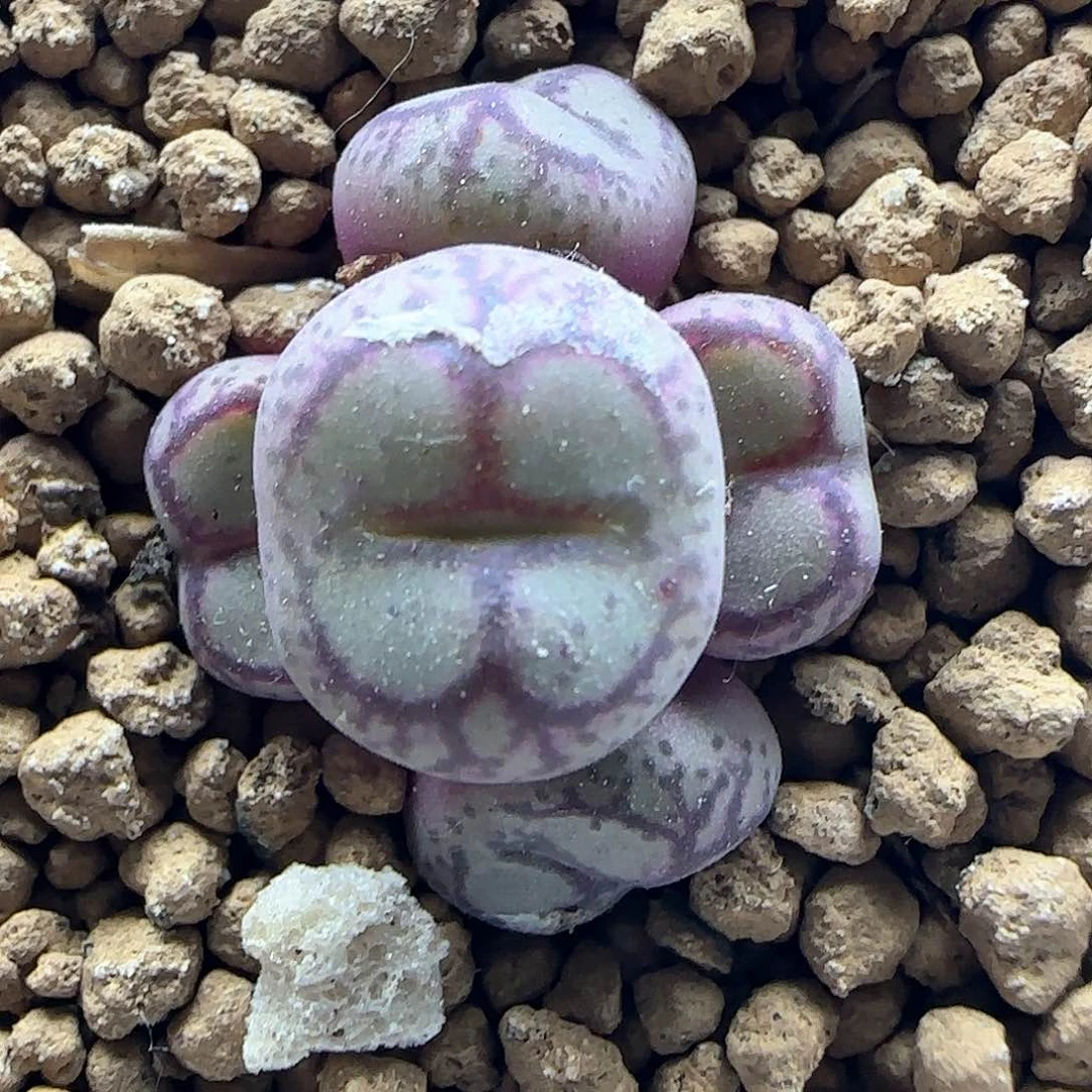 健健康康快快乐乐41250