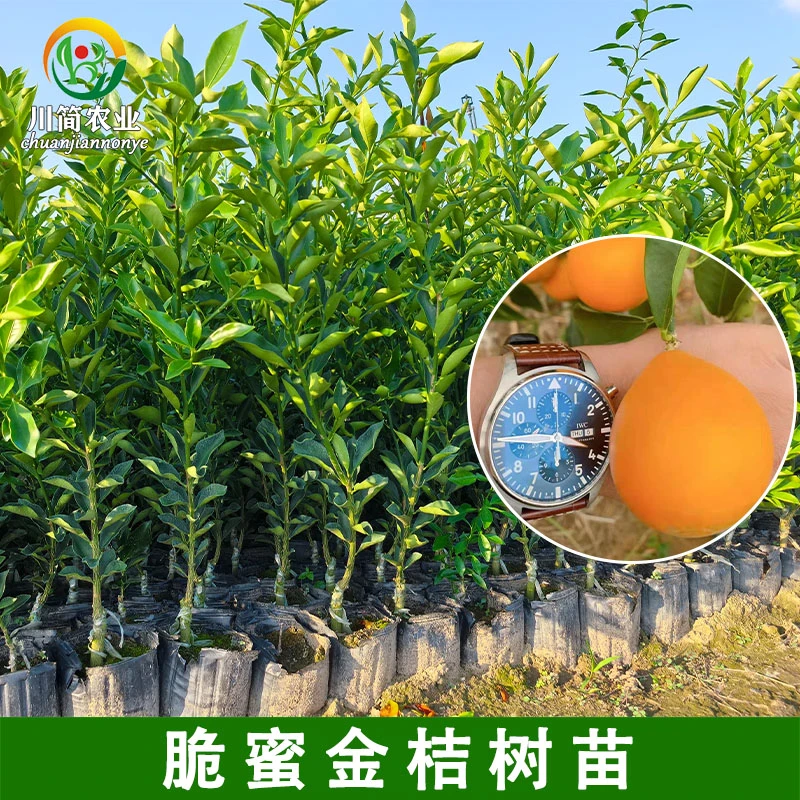 脆蜜金桔树苗新品种脆密金柑桔树大果型柑橘金桔三代地栽盆栽