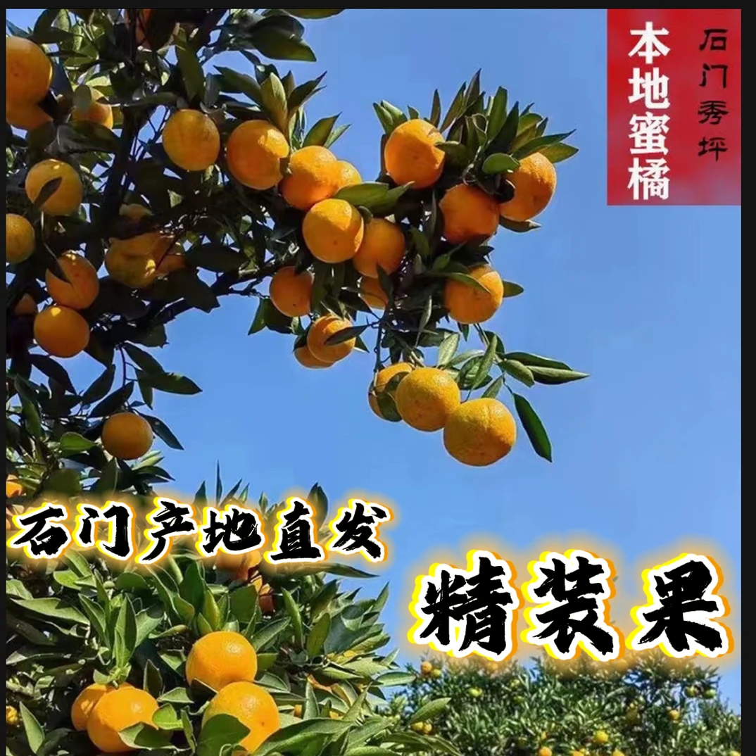 正宗湖南石门桔子蜜桔酸甜爽口薄皮多汁现摘现发当季新鲜水果