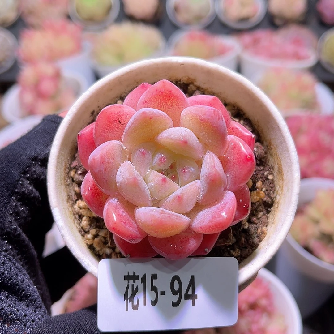 花利美15-94刚毅单头