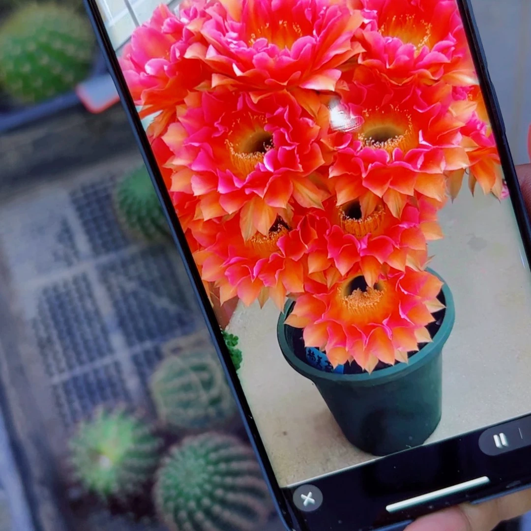 下45彩草超色歪无根侧芽5公分左右20包邮