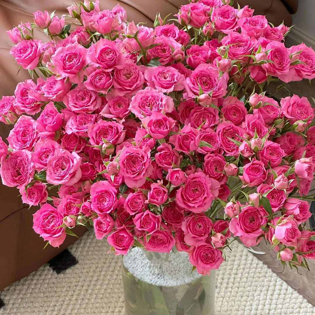 苏菲宝贝多头玫瑰泡泡5枝鲜花切花家居生活-今天下单明天送达-任意2单包邮同城-鲜花批发直播次日达包邮