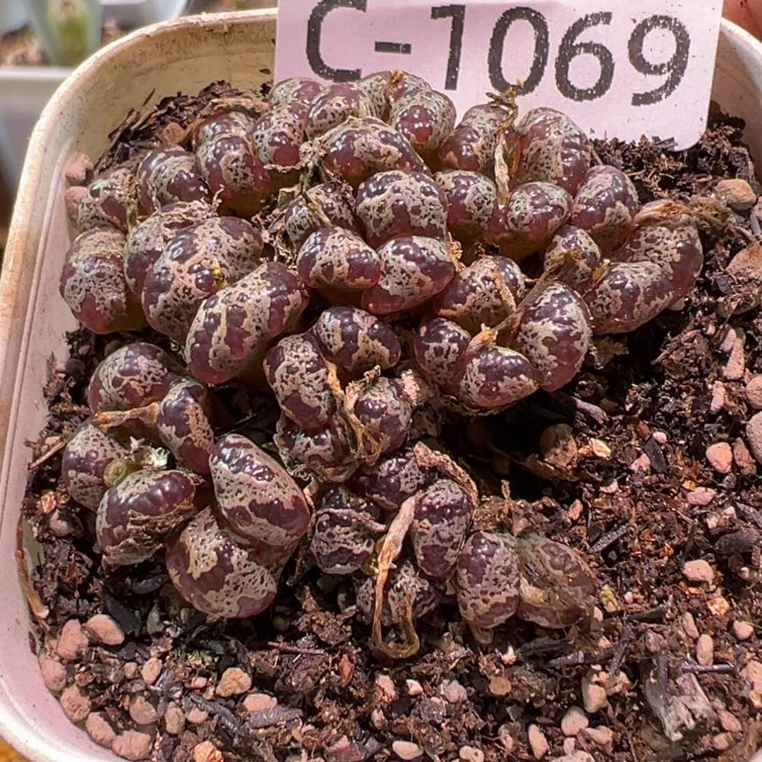 多肉植物11111111111111111