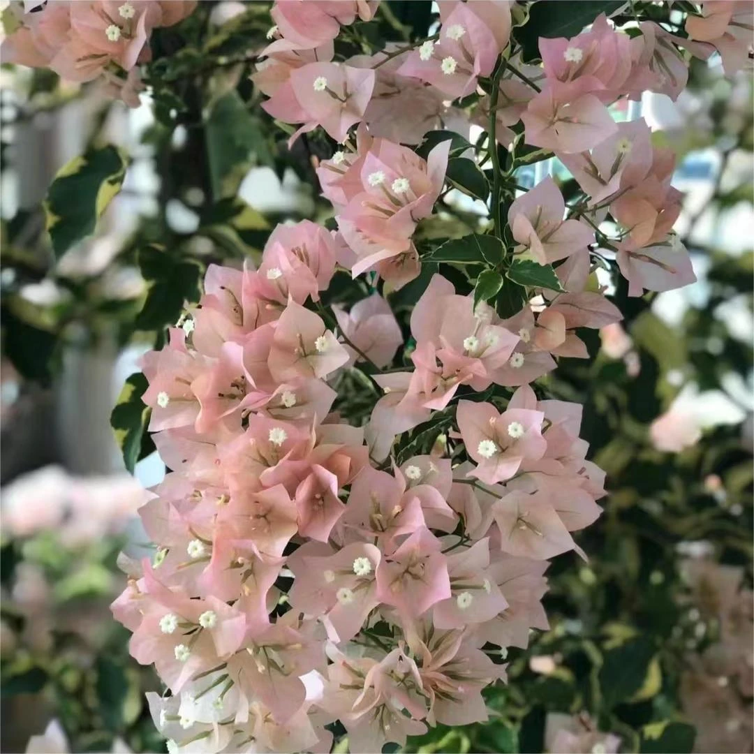 新品【花叶马斯】三角梅四季开花好养勤花爬藤不带花