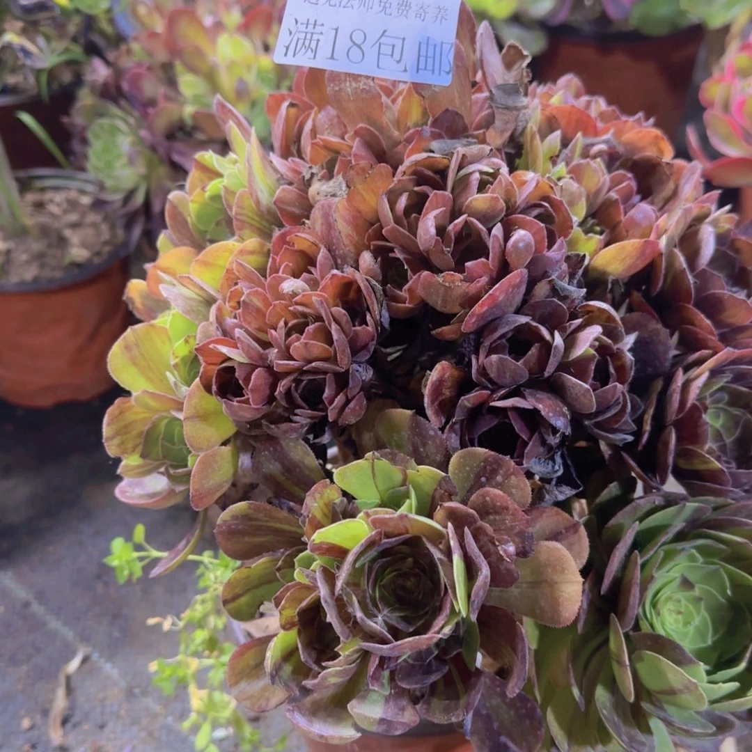 186号。 花月夜冠服  28