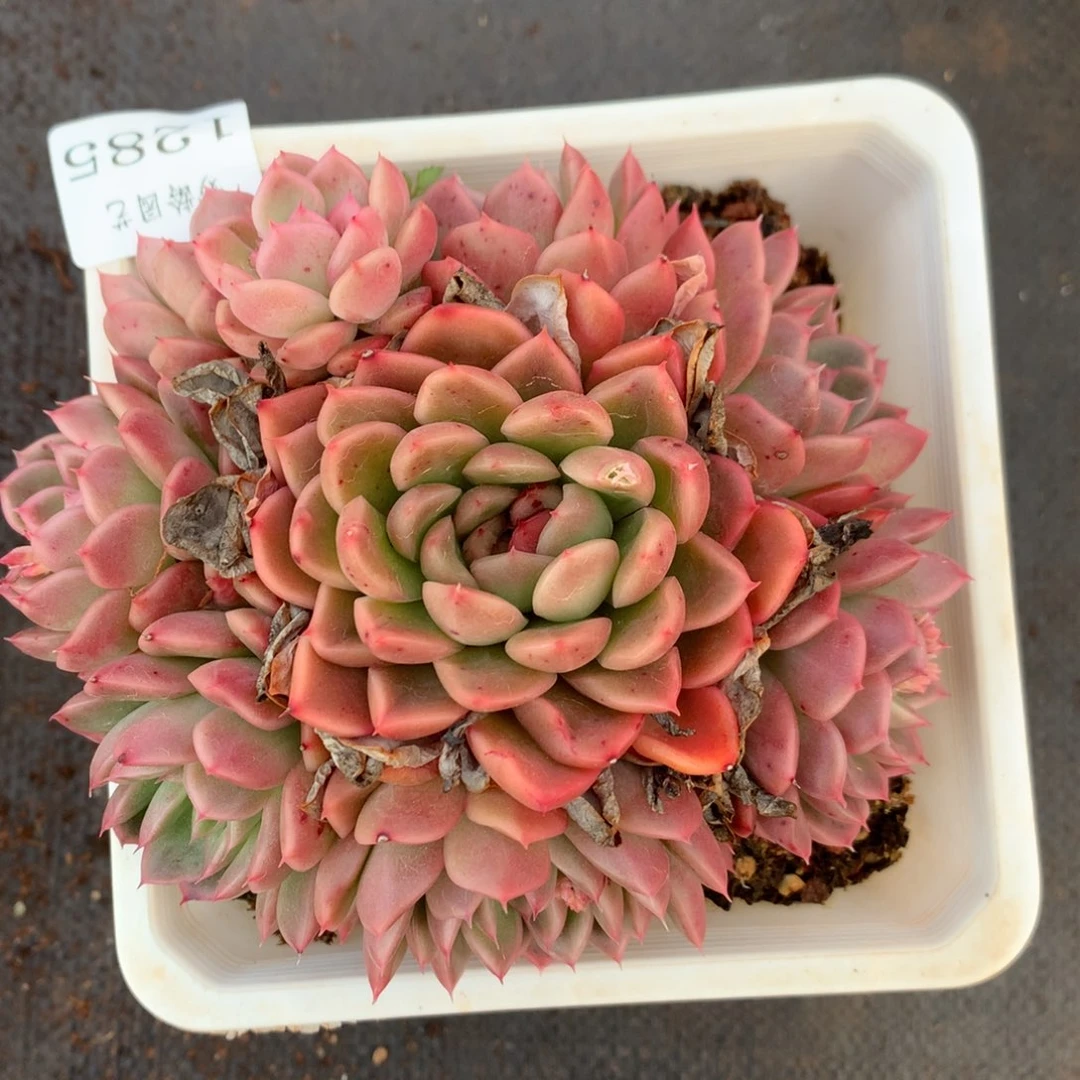 1285杂交精品基地13厘米