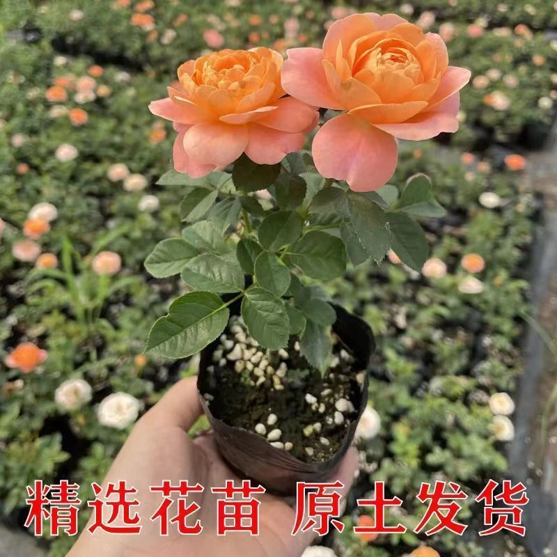 【拍一发三】果汁阳台多头玫瑰盆栽带花苞四季开花新手易养