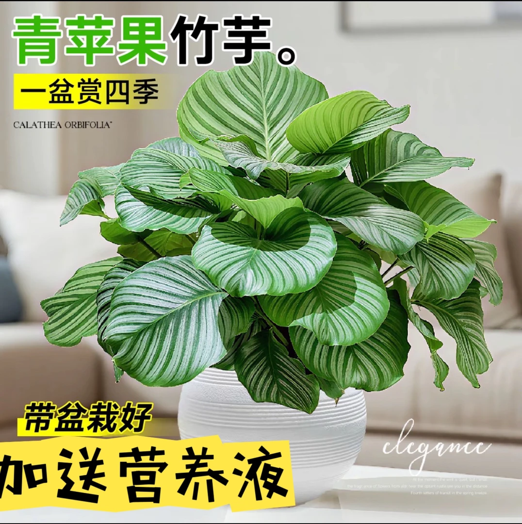 月亮盆青苹果竹芋北欧风盆栽四季常青室内室内绿植带肥料