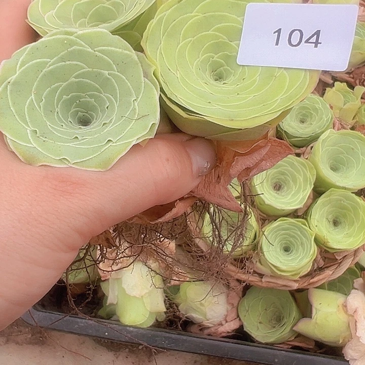 山地玫瑰多肉植物104