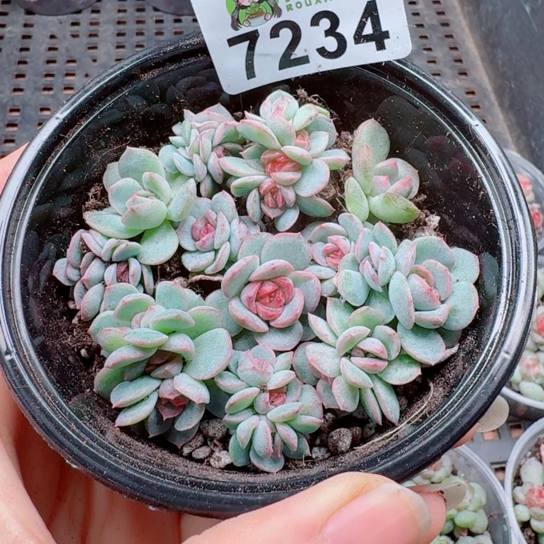 小***姑多肉植物多肉植物
