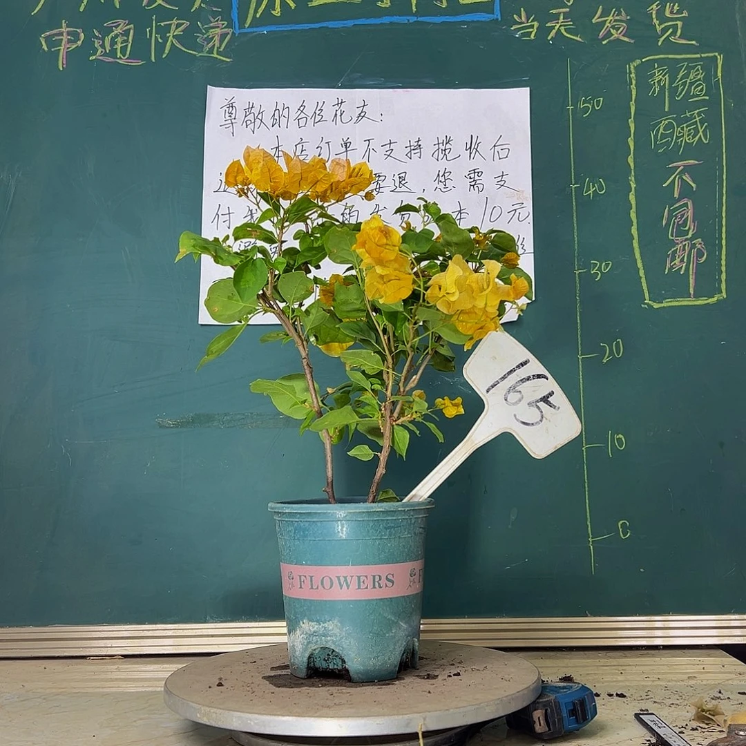 当前无花栽培后可以开花暗斑浅黄 双杆 165
