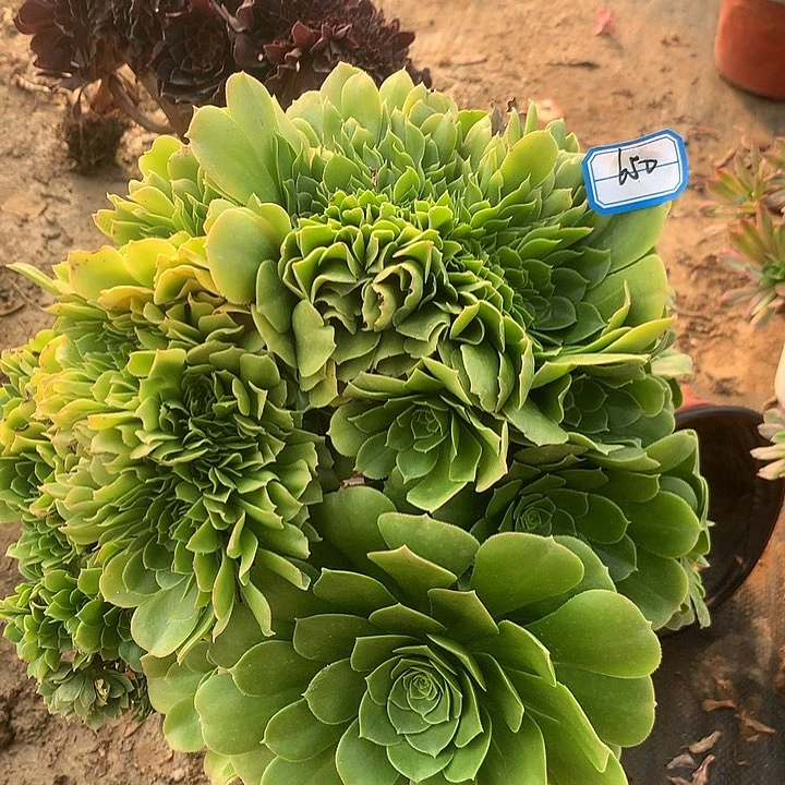 绿扬蓉缀多肉650