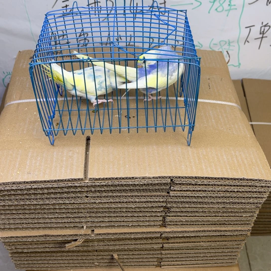 虎皮鹦鹉虎皮一对