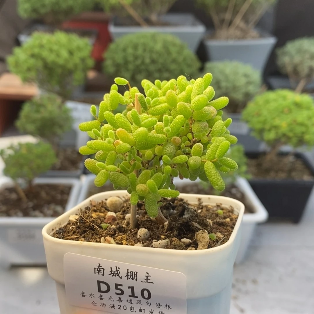 510蜜橘糖球枝干