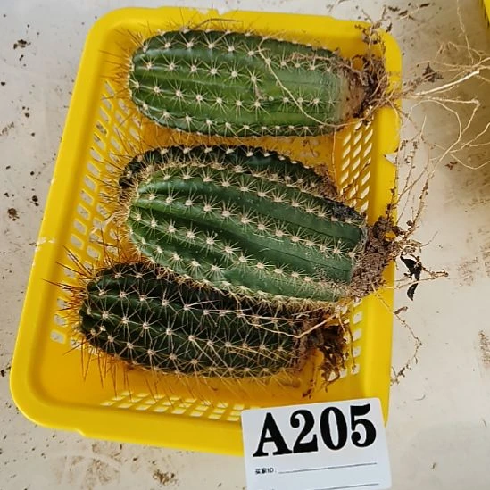 当前无花栽培后可以开花a205