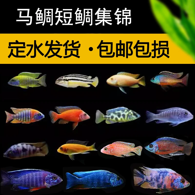 三湖慈鲷闯缸马雕红宝石短雕血艳红金钻南美热带中小型群游观赏鱼