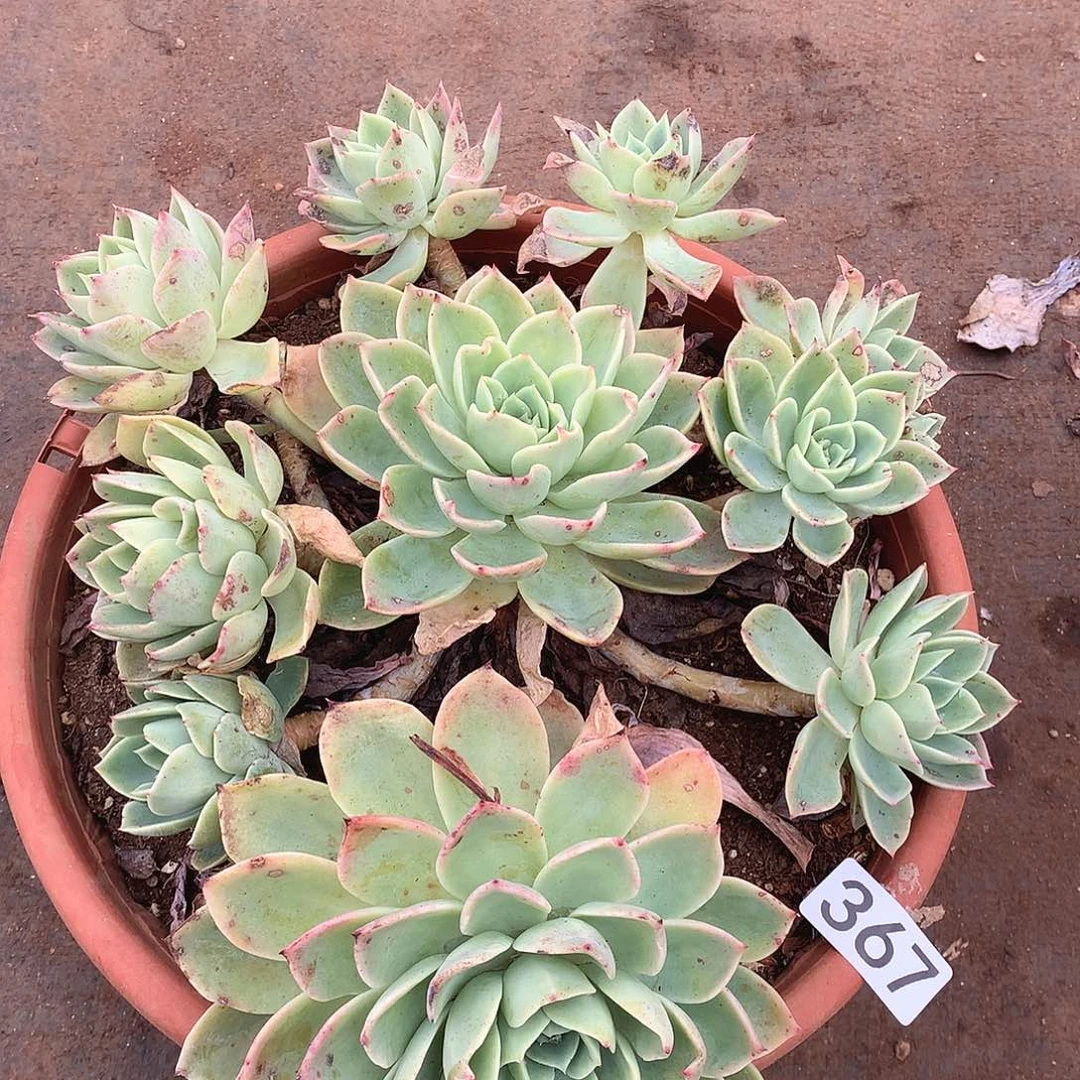 367三色堇一物一拍多肉