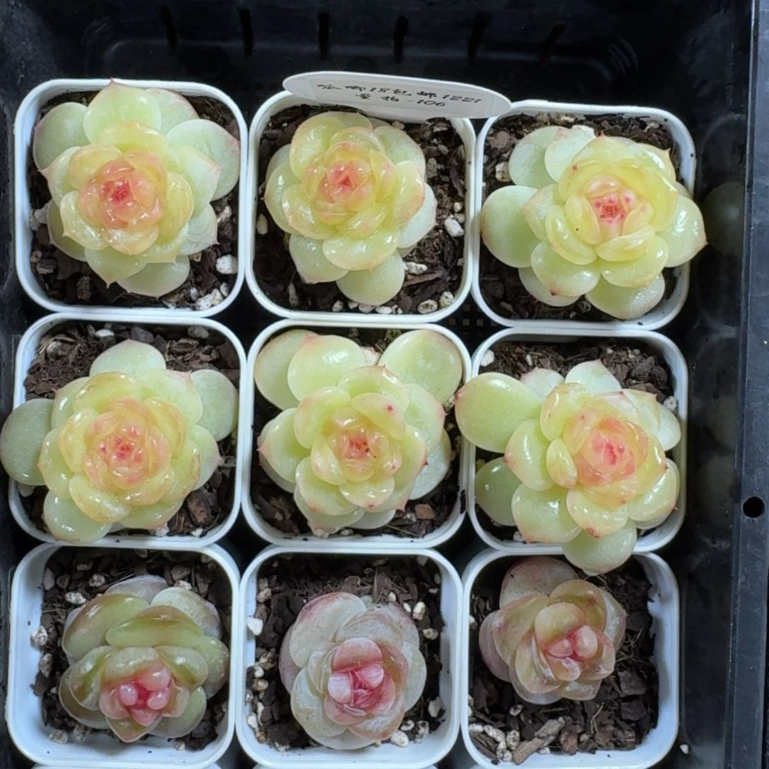 1221-106-清纯一颗量拍