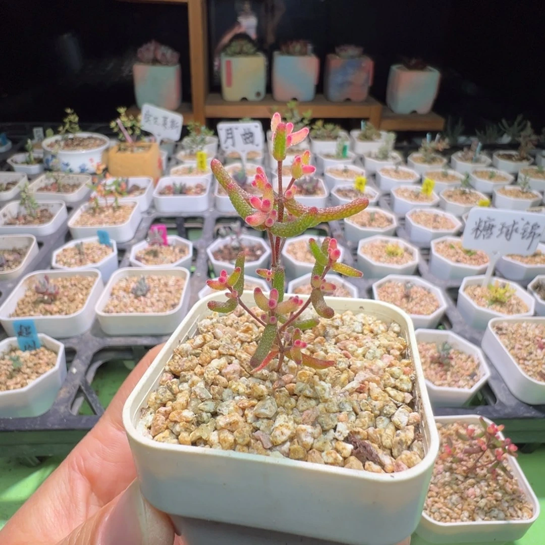 2990糖球锦，拍下不退不换