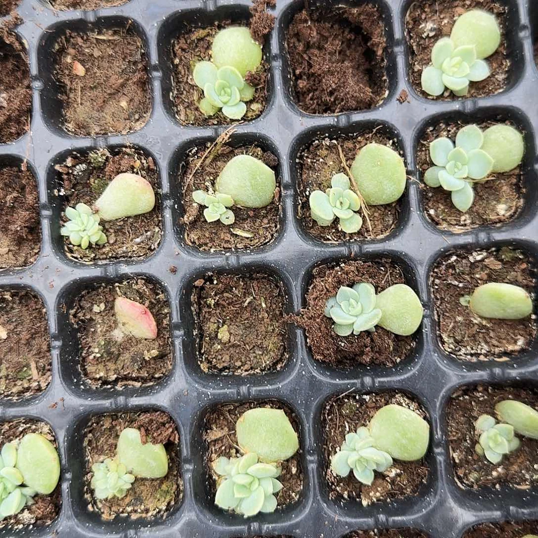 云间小中苗一个满25包邮