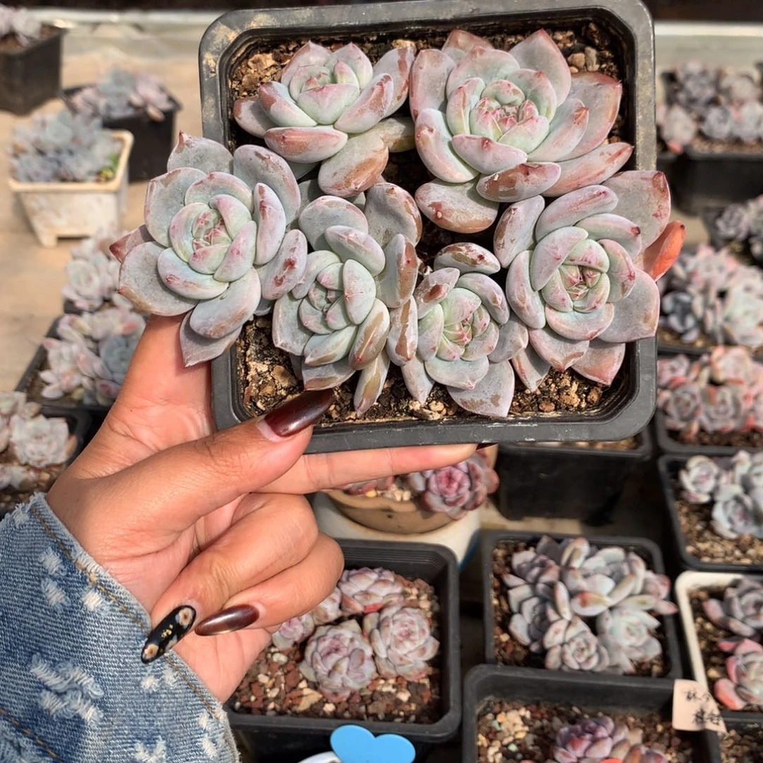 哈哈哈哈哈哈哈41