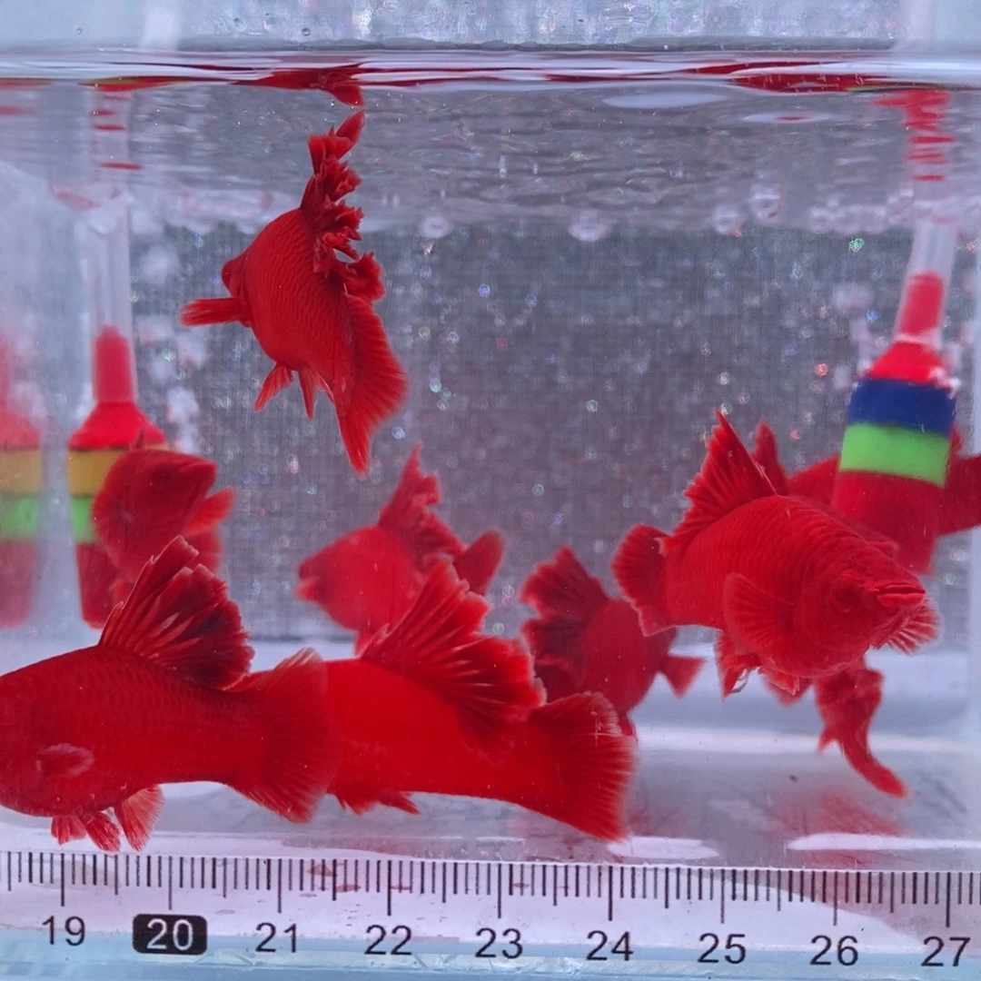 红剑鱼高鳍红剑成鱼4公6母