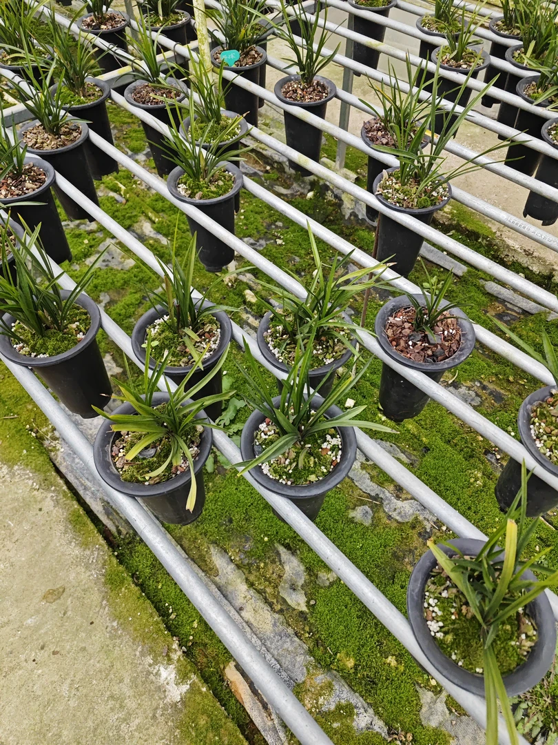 春兰环球荷鼎➕翠一品