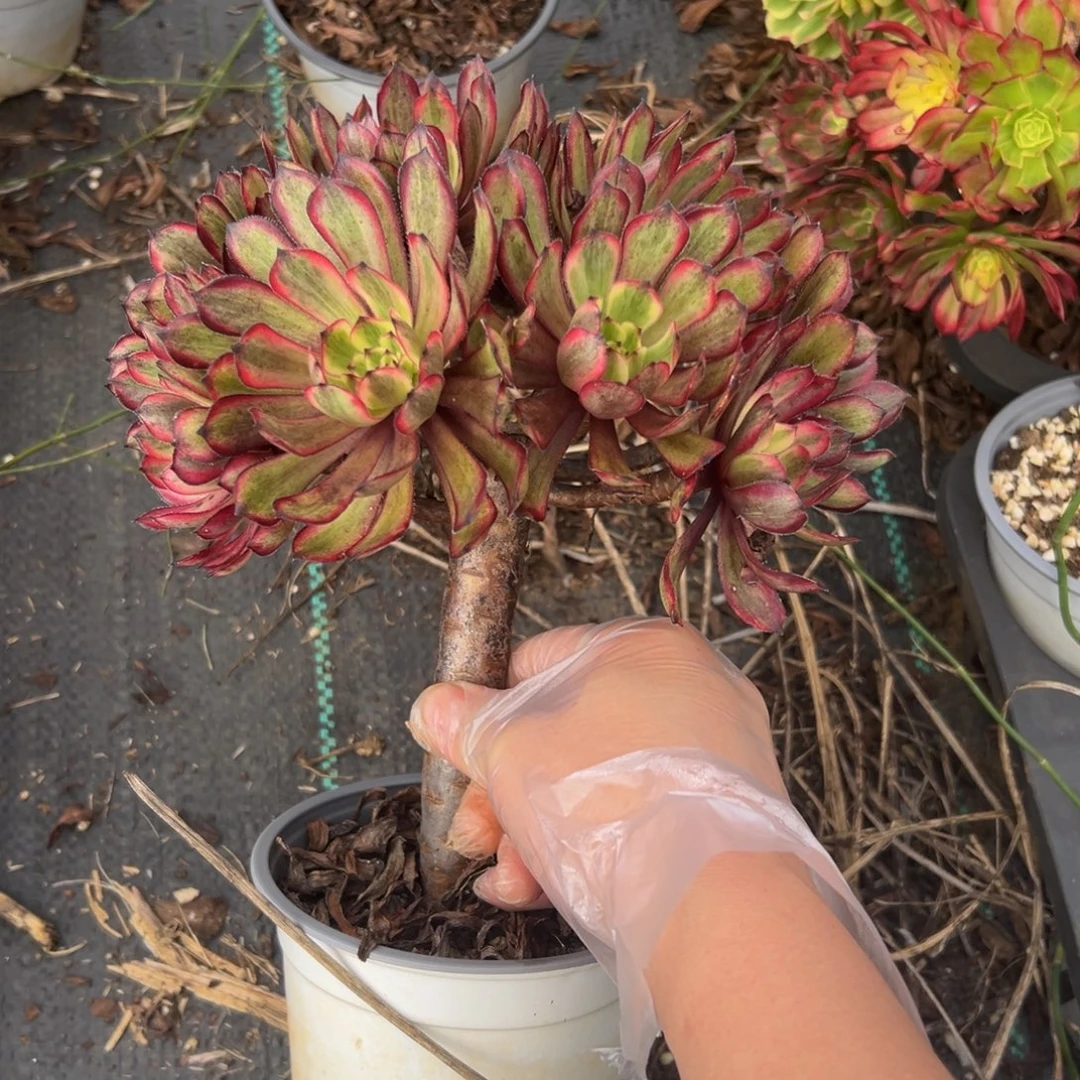 多肉植物961脱土的