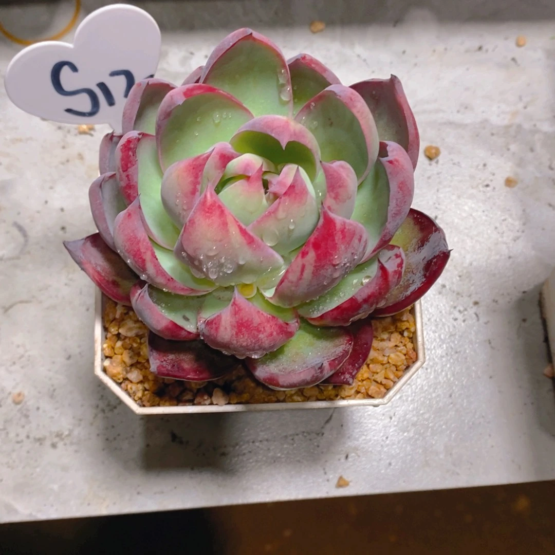 高**儿惊鸿仙子单头