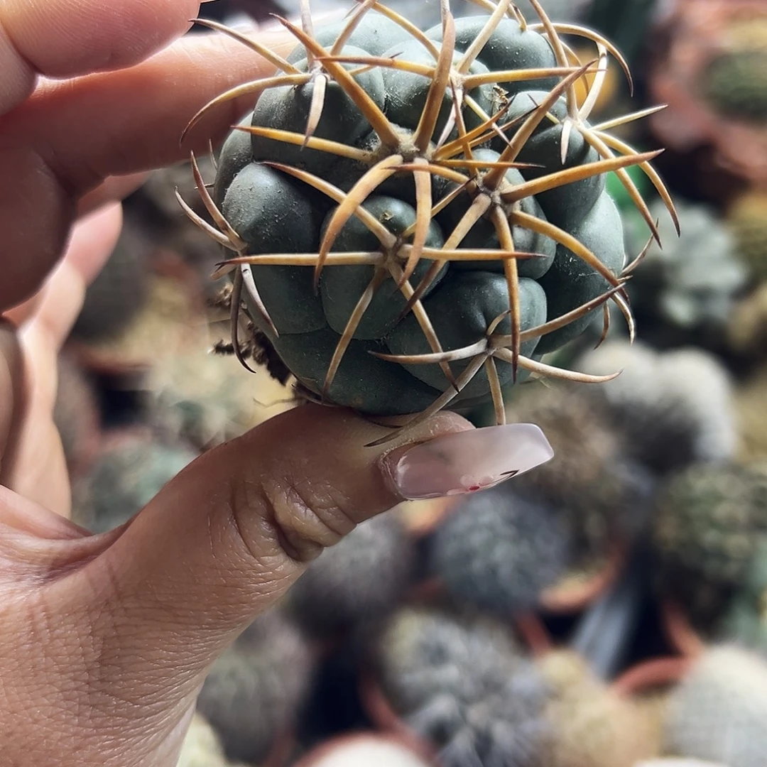 安宅象牙有根仙人球66666