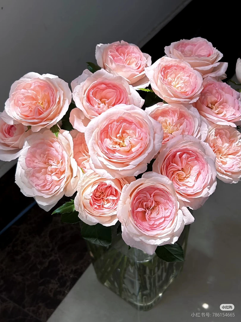 单头新娘梅拉20支 两单包邮一单或低温不拍保温冻坏不售后