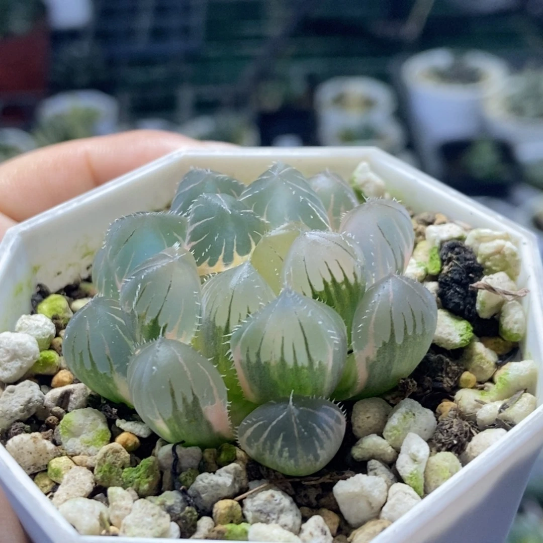 满背糊斑北极星锦一物一拍