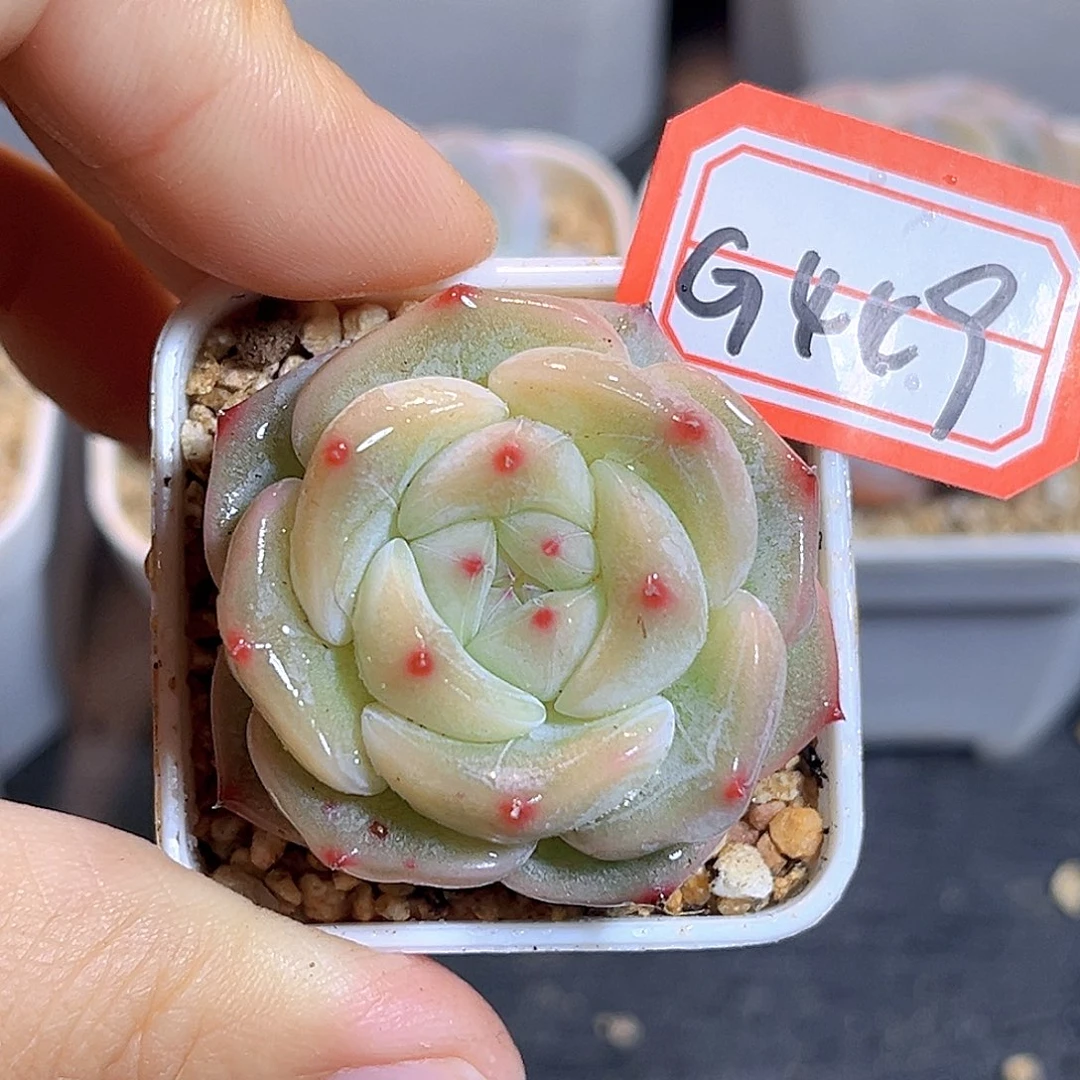 G449 极光珍妮多肉