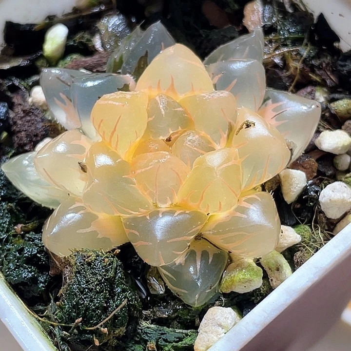 642水中月一物一拍