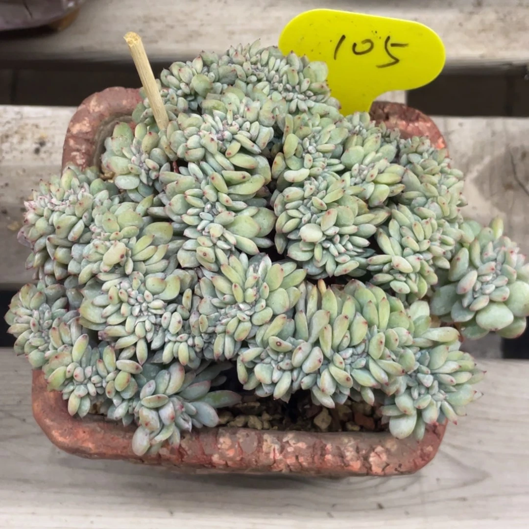 石榴子小圆脸星影满天星默认底切105